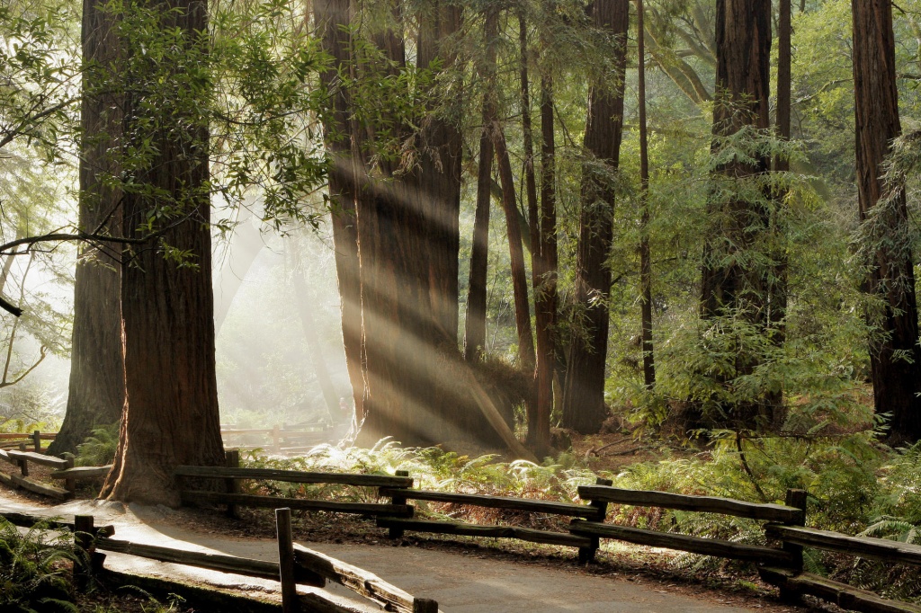 Muir Woods National Monument