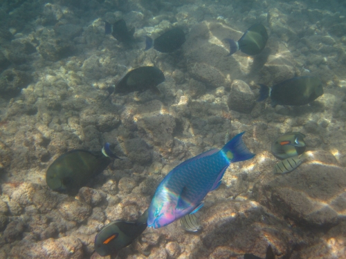 Tropical Fish at Poipu Beach Park