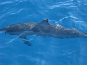 Dolphin in Ocean seen from boat at Na Pali Coast Kauai Hawaii