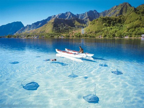 Bora Bora Stingrays