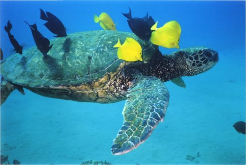 Fish on Turtle