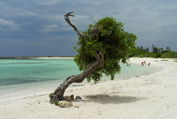 Aruba Baby Beach Divi Tree