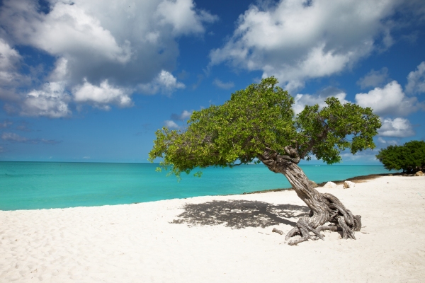 Aruba Divi Tree